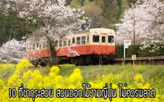 10 ที่ซากุระสวย สวนดอกไม้งามญี่ปุ่น ไม่ควรพลาด