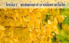 โตเกียว จุดชมต้นแปะก๊วยที่พลาดไม่ได้