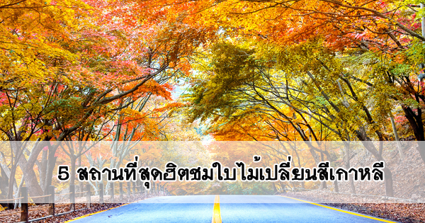 5 สถานที่สุดฮิตชมใบไม้เปลี่ยนสีเกาหลี